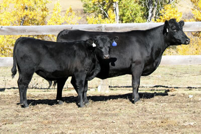 Saddle B Delia 336