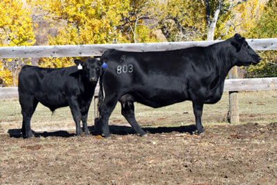 Octoraro Miss Wix 803