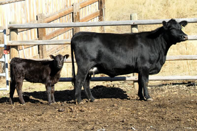 Bax Victoria Delia 915-503 with her calf.