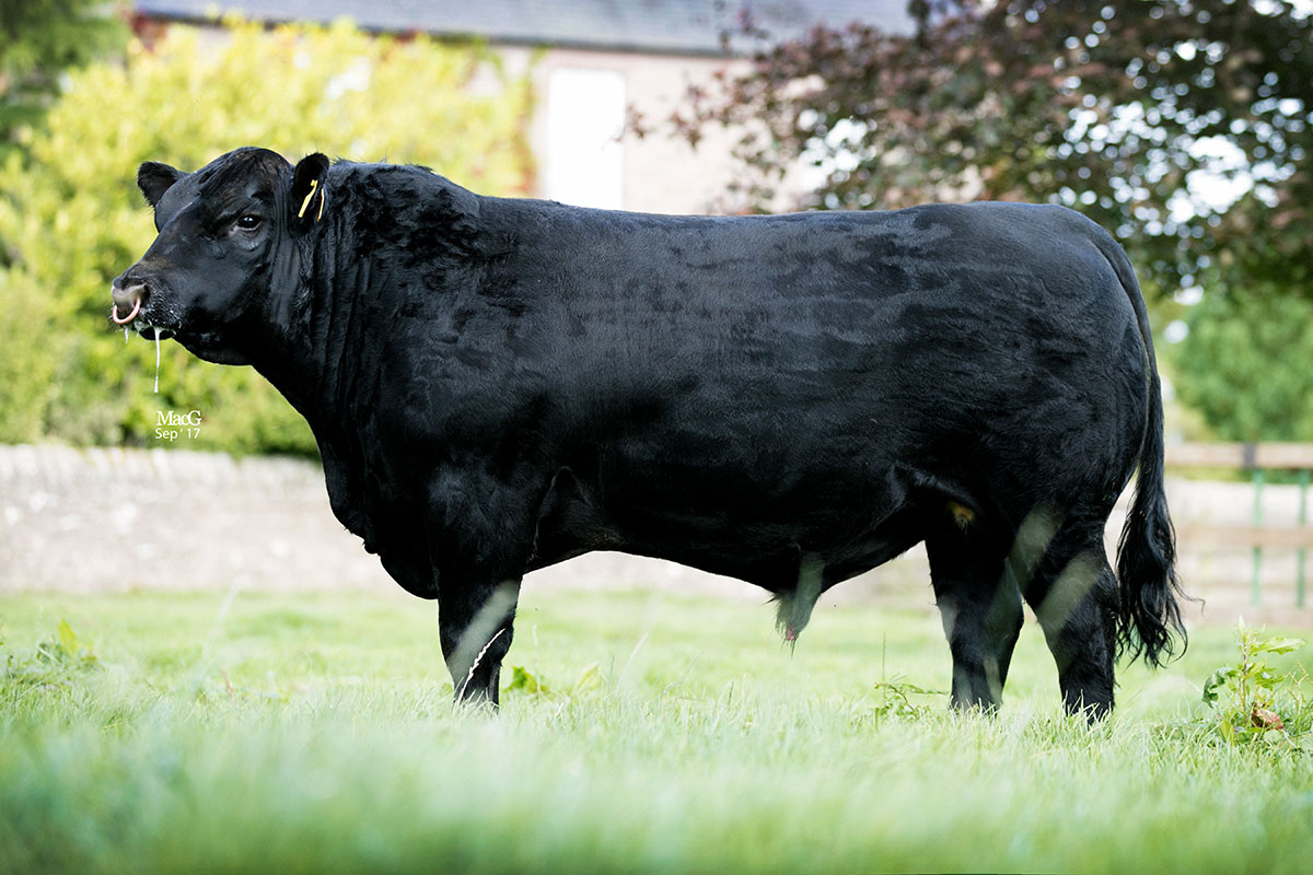 Angus bull thoughts. | CattleToday.com - Cattle, Cow & Ranching Community